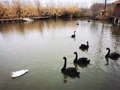 -溱湖国家湿地公园