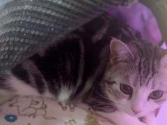 -美联众合动物医院·24h转诊中心