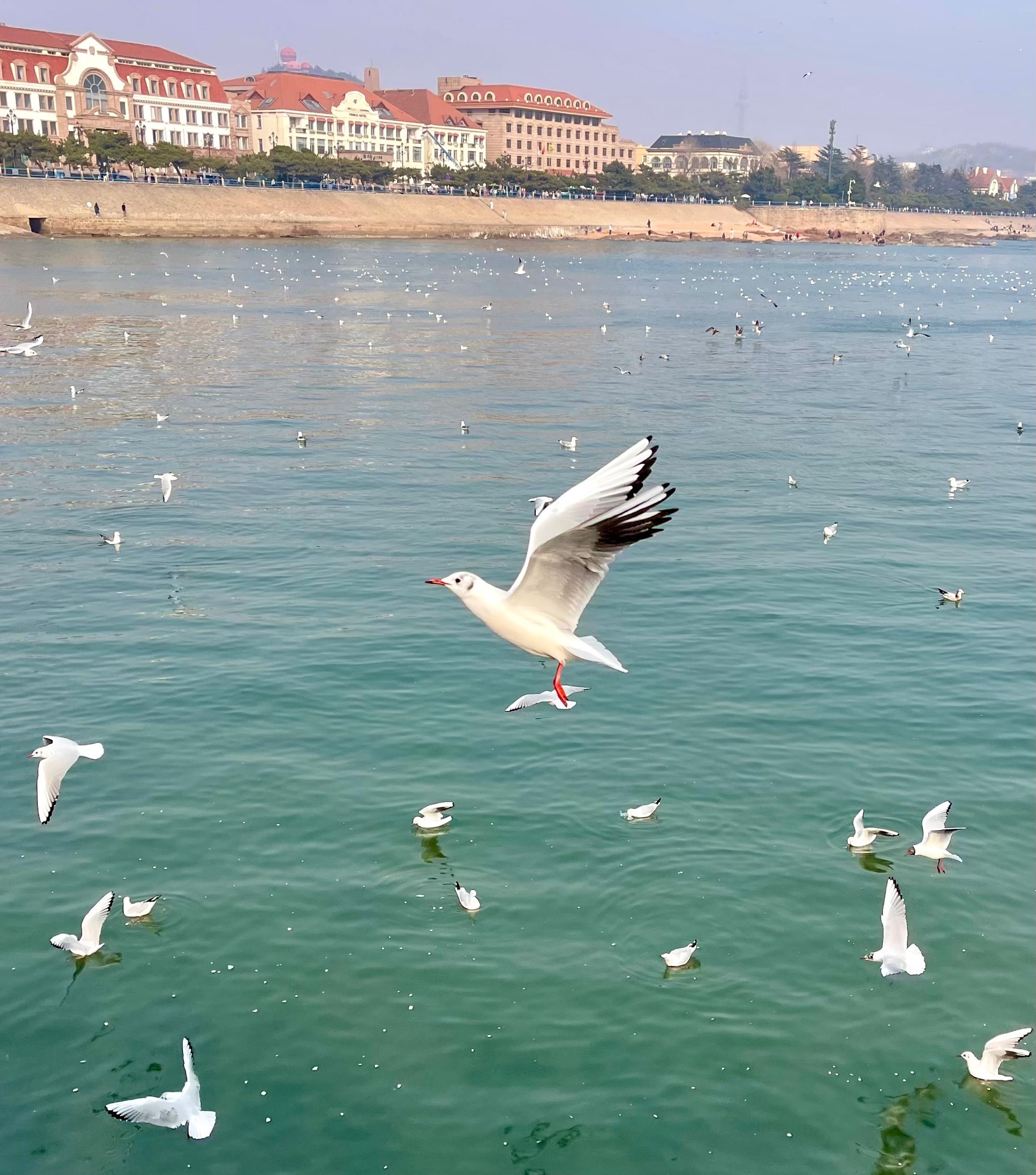 青岛栈桥的海鸥图片