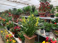 -金陵花卉交易市场