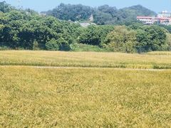 -长洲岛