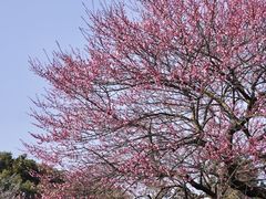 -杭州植物园