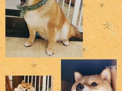-逗柴咖啡屋·狗咖猫咖宠物桌游