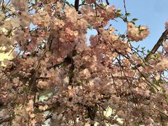 -高东镇樱花园