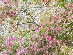 -深圳国际园林花卉博览园