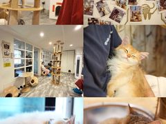 -楼上猫咖(罗湖店)
