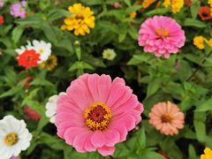 -上海共青森林公园