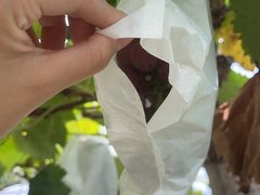 -马陆小张葡萄园农家乐