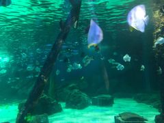 -锦艺城海洋馆