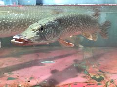 -新疆风味冷水鱼庄(友谊峰路店)