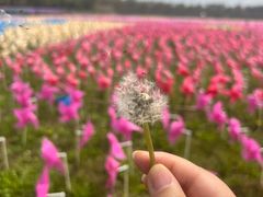 -上海都市菜园