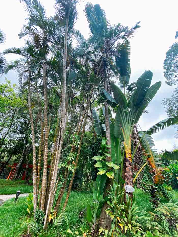 兴隆南药园-"里面园子面积相对热带植物园要小很多,里面.