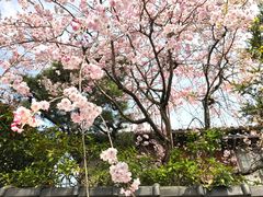 -醍醐寺