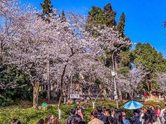 -武汉大学-樱园