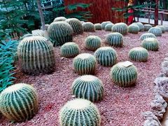 -呀路古热带植物园