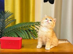 -猫十亿·布偶金渐层·曼基康矮脚猫舍(青年路店)