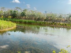 -芒洲湿地公园
