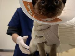 -爱妮康宠物医院·干细胞免疫细胞·肿瘤·心脏(张江店)