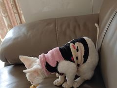 -瑞派紫金宠物医院24小时·骨科·中兽医·重症转诊中心(番禺大石院)