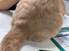 -伟伟宠物医院·CT影像中心·瑞派犬猫综合性门诊(汉口总院)
