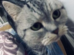 -爱侣宠医·鹦鹉专科·小型哺乳类·异宠专科(灵石路店)