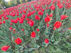 -长春公园(普阳街道)