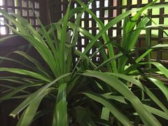 -食欲老院子荆芥疙瘩汤(经五路店)