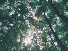 -杭州植物园