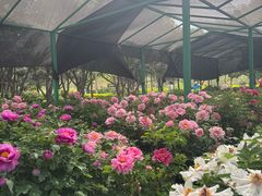 -洛阳市隋唐城遗址植物园