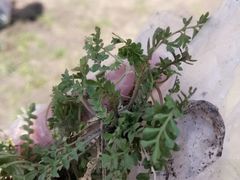 -群力丁香公园