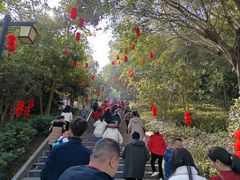 -神光山国家森林公园