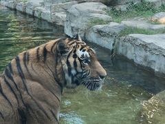 -深圳野生动物园