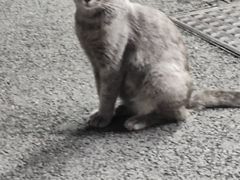 -猫岛主趣味餐厅(鼓浪屿店)