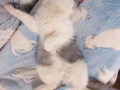 -纳吉亚猫专科动物医院·北北分院