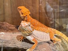 -酷以爬仙阁实体爬宠店·守宫·蜥蜴·专业繁育