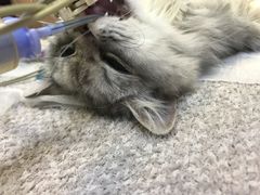 -宠爱国际动物医院· 猫科· 外科·中兽医(长白店)