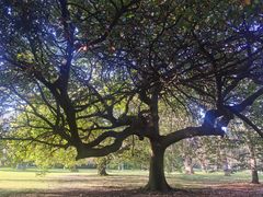 -墨尔本皇家植物园