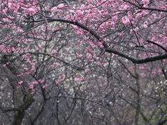 -杭州植物园