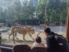 -上海野生动物园老虎餐厅