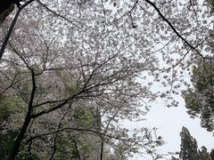 -武汉大学-樱园