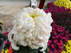 -上海市龙华烈士陵园