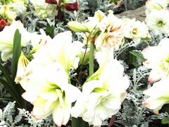 -上海植物园·停车场