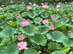 -莲花池公园
