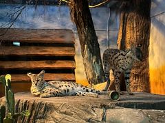 -清迈夜间动物园