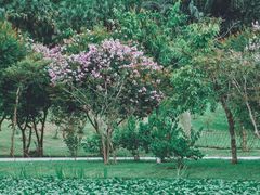 -中国科学院西双版纳热带植物园