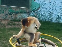 -西霞口神雕山野生动物世界