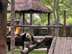 -上海野生动物园