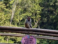 -西双版纳原始森林公园