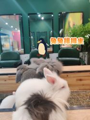 -神奇动物撸宠馆·羊驼·小浣熊·异宠(豫园店)