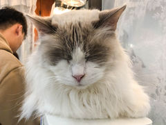 -共舞时光猫咖·狗咖(新街口店)